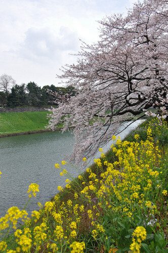 千鳥ヶ淵の春