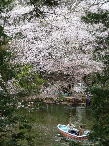 井の頭公園の花見