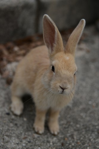 うさぎ