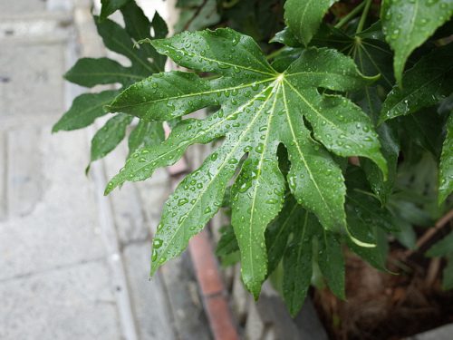 梅雨