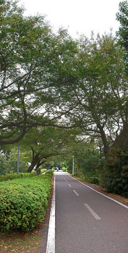 多摩湖自転車道