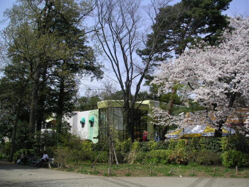 桜とジブリ美術館