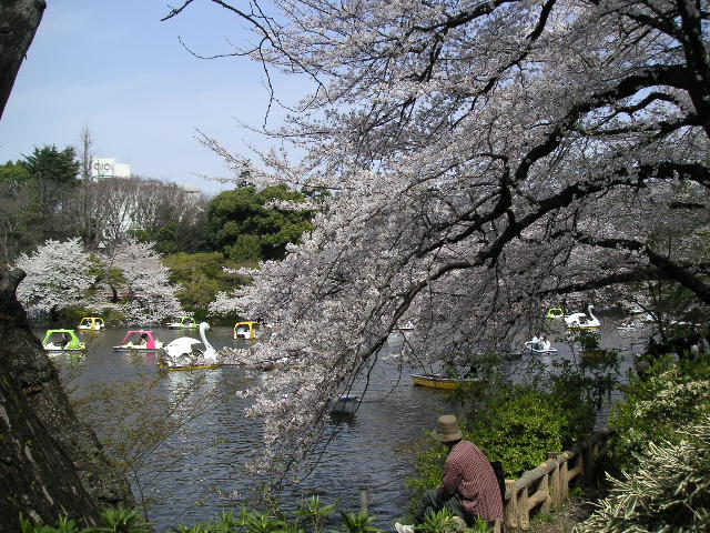 井の頭公園池と桜