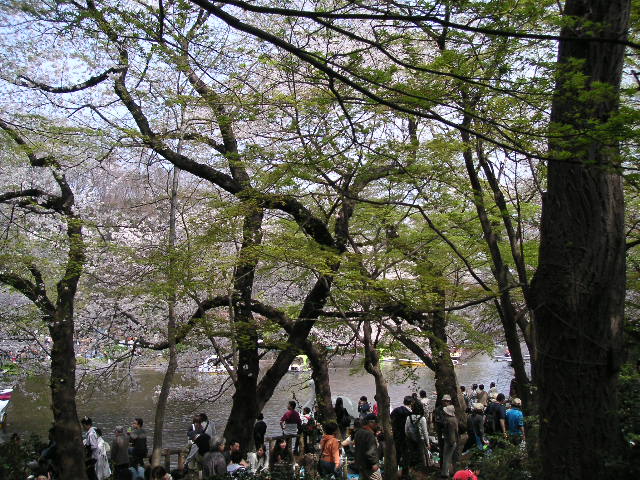 井の頭公園池と桜