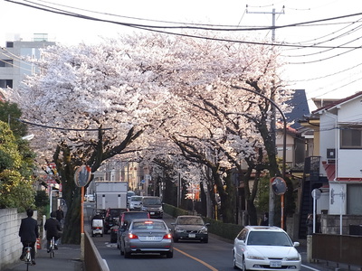 むらさき橋の桜