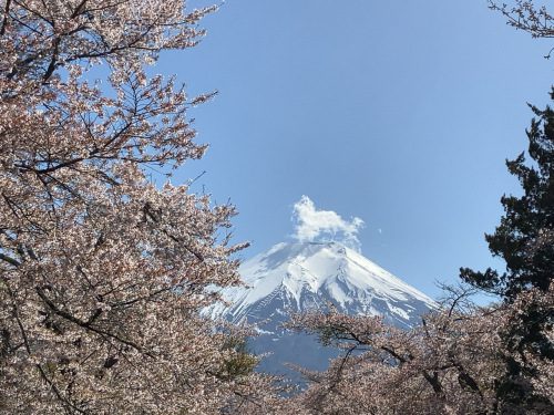 満開の桜と富士山