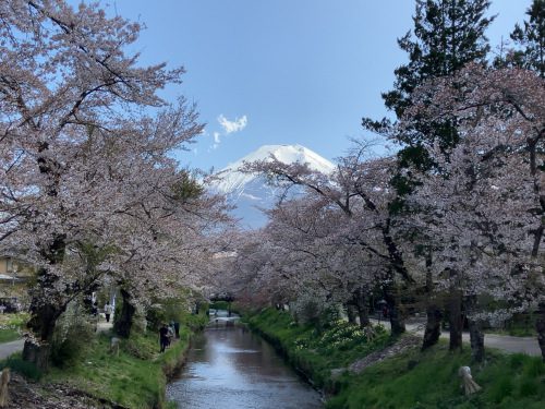 忍野八海 新名庄川 花見 富士山