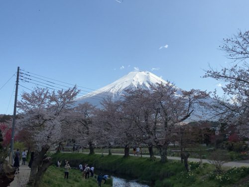 満開の桜と富士山