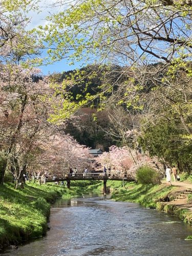 忍野八海と満開の桜