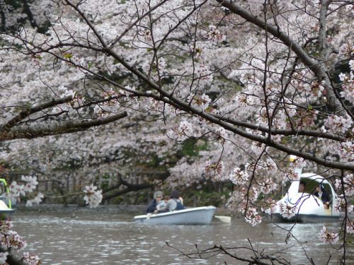 桜と井の頭公園