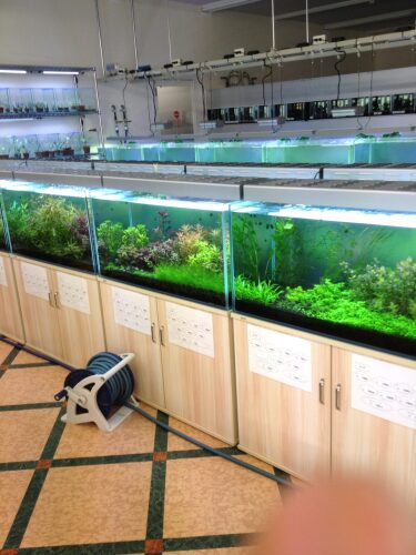 水草の展示水槽