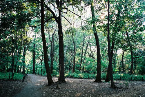 林試の森公園