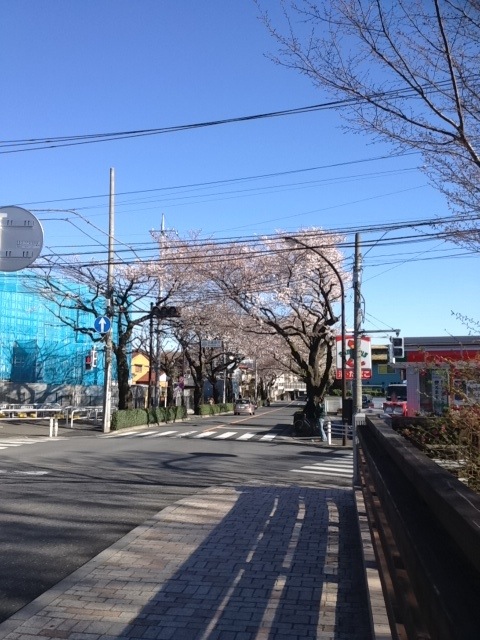 むらさき橋　桜