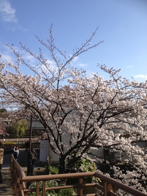 桜