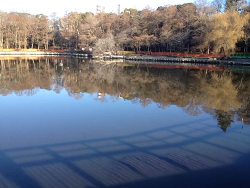 マンション側の池も水位が下がっている