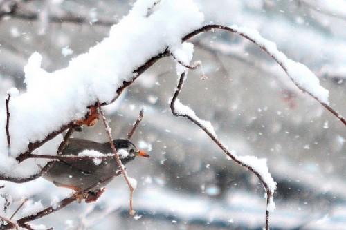 雪とムクドリ