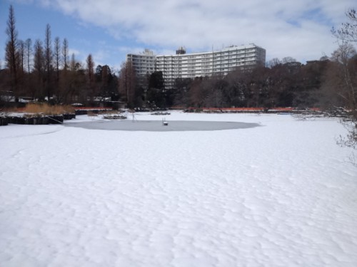 井の頭公園の池（雪）