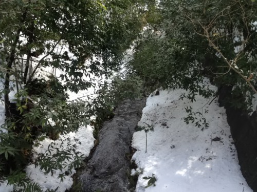 玉川上水の流れ