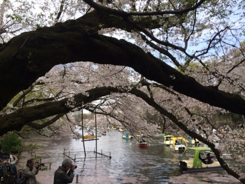 井の頭公園の桜