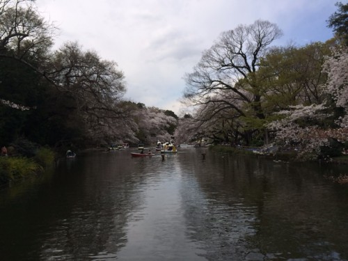 井の頭公園の桜