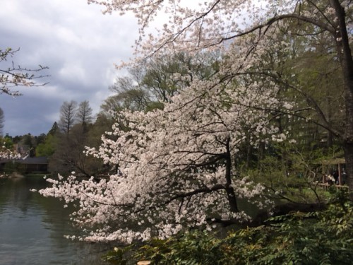 井の頭公園の桜