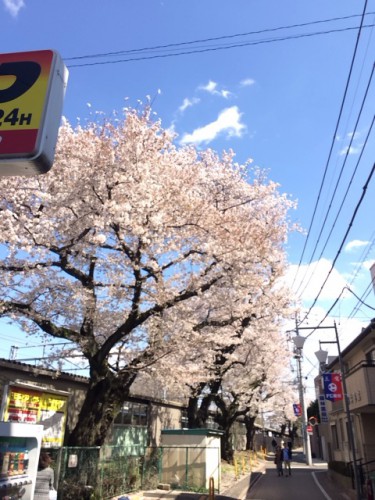 井の頭公園駅の桜