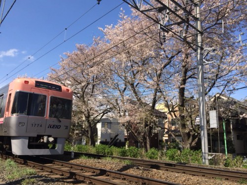 井の頭線と桜