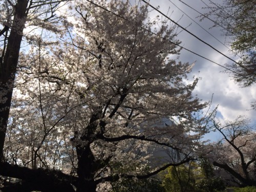 見上げると桜