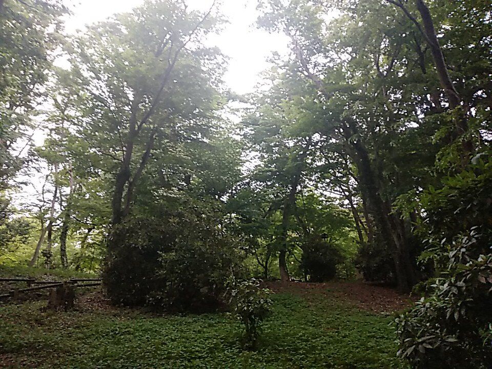 井の頭公園　林