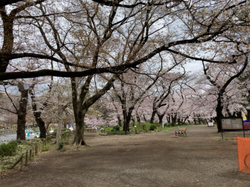 井の頭公園　お花見　規制