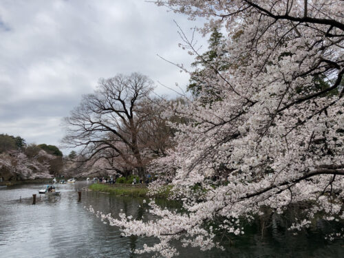 ひょうたん橋から見た桜　井の頭公園