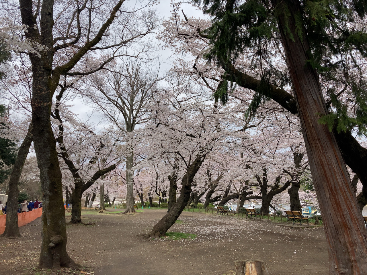 井の頭公園　お花見