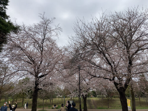 井の頭公園　西園　お花見