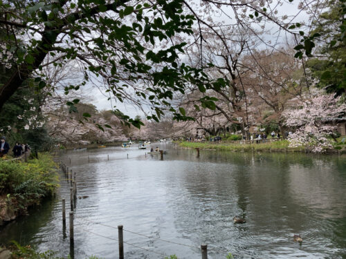 井の頭公園池の桜