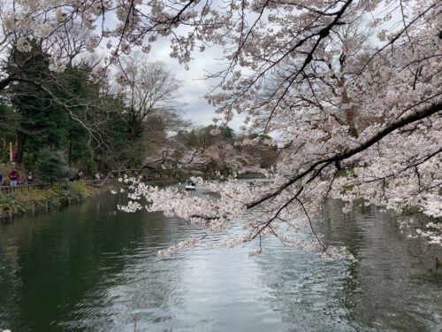 井の頭公園ひょうたん橋から見た桜