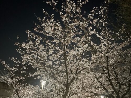 井の頭公園の桜