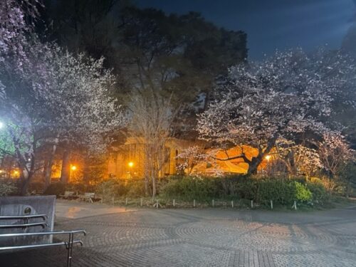 ジブリ美術館裏の夜桜