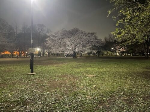 ジブリ美術館裏の夜桜