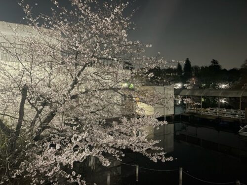 井の頭公園の桜