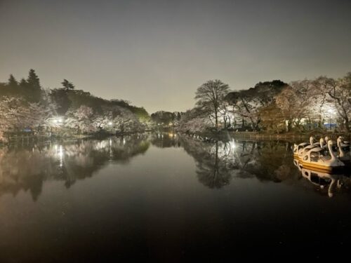 井の頭公園池の桜