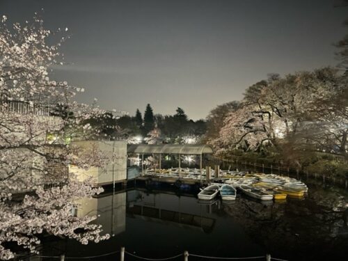 井の頭公園池の桜