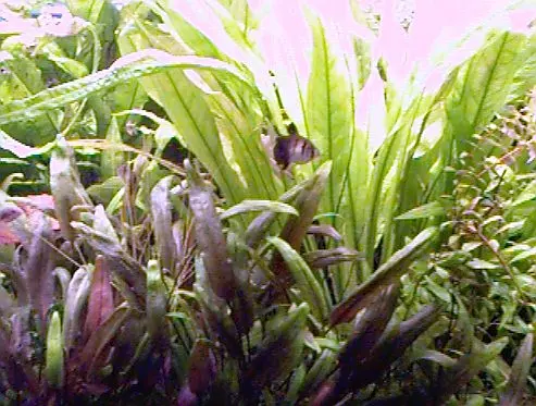 120㎝水草水槽