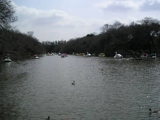 井の頭公園池とボート