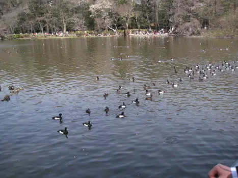 井の頭公園